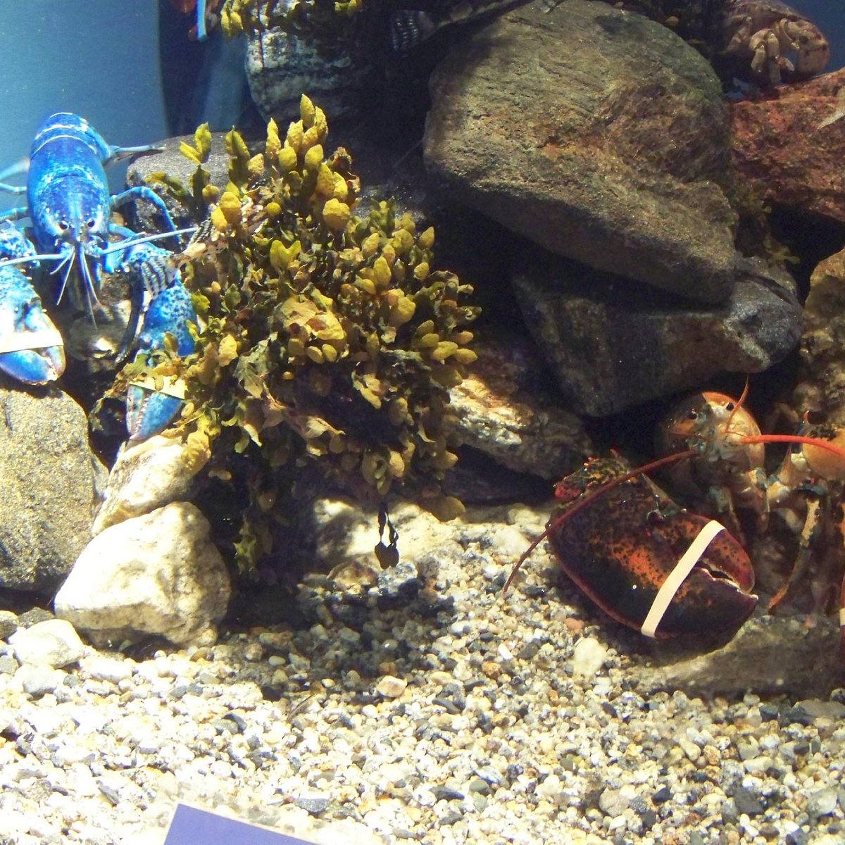 maine-state-aquarium